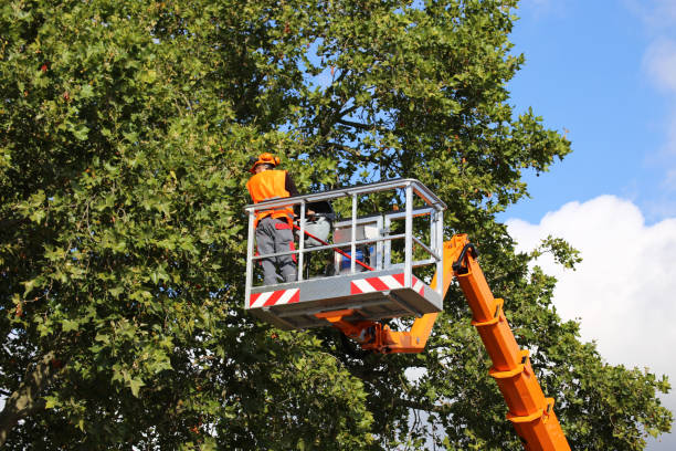 Best Tree Trimming and Pruning  in USA